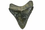 Serrated, Fossil Megalodon Tooth - South Carolina #169204-2